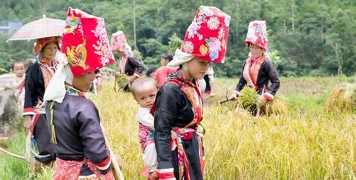 Video ngắn: Cánh đồng lời kể, nông sản sạch
